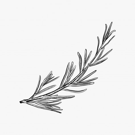 Hand drawn rosemary vector illustration-... | Premium Vector #Freepik #vector #background Rosemary Logo, Rosemary Tattoo, Recipes Cheap, Illustration Art Nouveau, Menue Design, Healthy Videos, White Drawing, Garden Lights, Plant Drawing