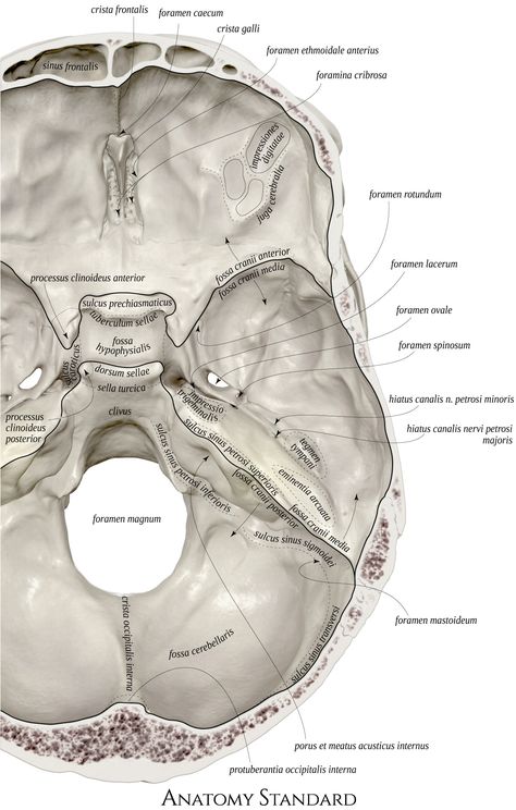 The detailed view of the inner surface of the cranial base demonstrating openings and connections to other topographical areas of the skull Skull Bones Anatomy, Human Skull Anatomy, Human Skeleton Anatomy, Skull Anatomy, Anatomy Bones, Physical Therapy Assistant, Dentistry Student, Medicine Notes, Dental Anatomy