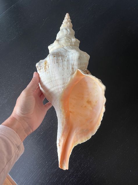 Conch Shell Photography, Conk Shells, 300 Drawing Prompts, Remember Tattoo, Seashell Creations, Costal Bedroom, Shell Tattoos, Big Shell, Conch Shells