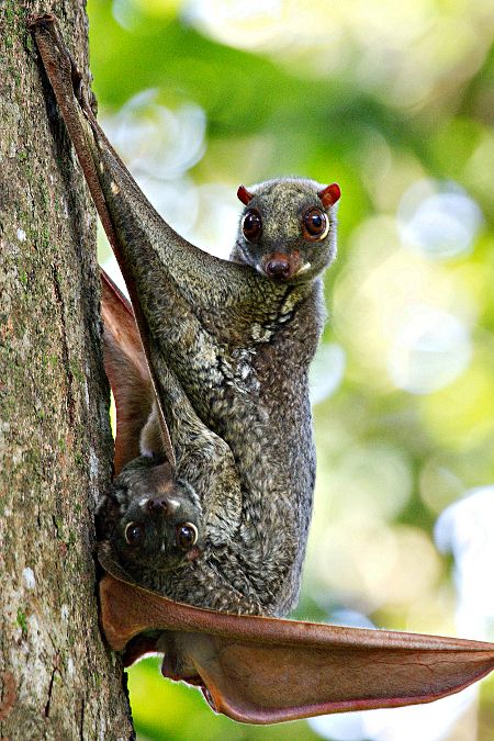 flying lemur....Que ves?...me parezco o soy? Sunda Colugo, Unknown Animals, Flying Lemur, Zoo Zoo, Regard Animal, Interesting Animals, Unusual Animals, Rare Animals, Wildlife Animals