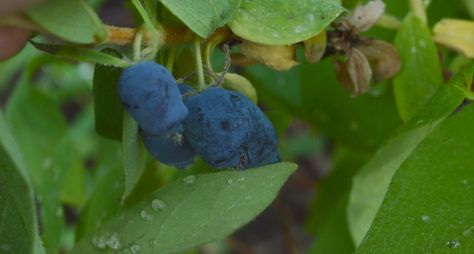 Maybe plant haskap berries instead of blueberries - more antioxidants and less soil issues. Haskap Berries, Summer Vegetable Garden, Growing Raspberries, Veggie Gardens, Garden Retreat, Homestead Gardens, Berry Bushes, Organic Vegetable Garden, Community Garden