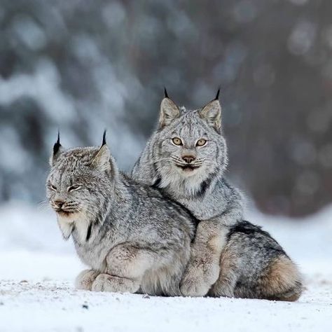 Leopard Photography, Panther Animal, Lynx Lynx, Canada Lynx, Eurasian Lynx, Panther Black, Wild Photography, Two Wild, Scary Cat