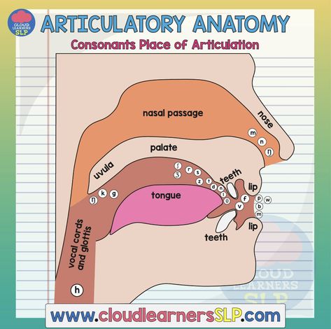 Place Of Articulation, Speech Language Pathology Grad School, Linguistics Study, Speech Therapy Tools, Childhood Apraxia Of Speech, Speech Articulation, Voice Teacher, Phonics Rules, Slp Resources