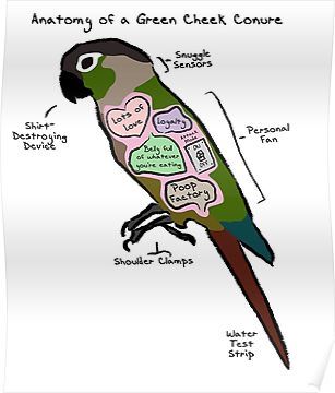 Anatomy of a Green Cheek Conure Poster Green Conure, Green Cheeked Conure, Conure Bird, Green Cheek Conure, Conure Parrots, Bird Mom, Parrot Pet, Ipad Snap, Funny Parrots