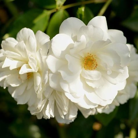 White Rose Bush, Iceberg Climbing Rose, Roses Climbing, Lemon Wedding, Rose Plant, Climbing Rose, Heirloom Roses, Planting Roses, Rose Bush