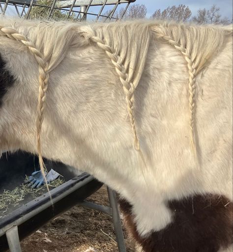 This braid is pretty easy. It’s just some simple, smaller French braided sections. Mane Braids, Horse Braids, Horse Mane Braids, Tail Hairstyles, Horse Braiding, Tail Hairstyle, Horse Mane, Horse Grooming, Mane N Tail