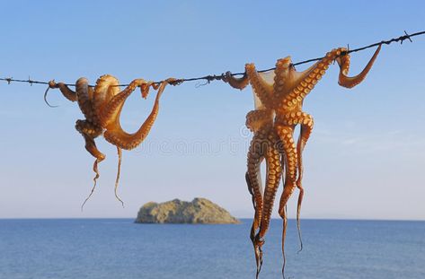 Octopus hanging up to dry. In the sunshine in the Greek islands , #Affiliate, #dry, #hanging, #Octopus, #islands, #Greek #ad Greek Octopus, Greek Island Hopping, Abstract Design Drawing, Book Cover Inspiration, Cover Inspiration, Island Hopping, Hung Up, Greek Island, Design Drawing