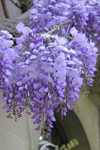 Chinese Wisteria, Wisteria Sinensis, Wisteria Plant, Wisteria Vine, Wisteria Tree, Organic Compost, Climbing Vines, Flowering Vines, Fragrant Flowers