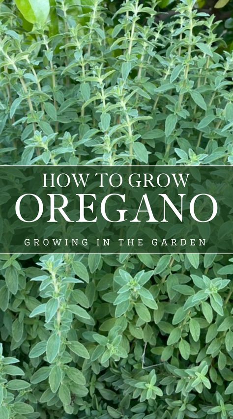 No herb garden is complete without oregano, an aromatic mediterranean herb that happily grows along a path, in containers, or in the garden. Grow Oregano, Growing Oregano, Mountain Garden, Oregano Plant, Herbal Garden, Edible Gardening, Grow Herbs, Medicinal Herbs Garden, Herbs Garden