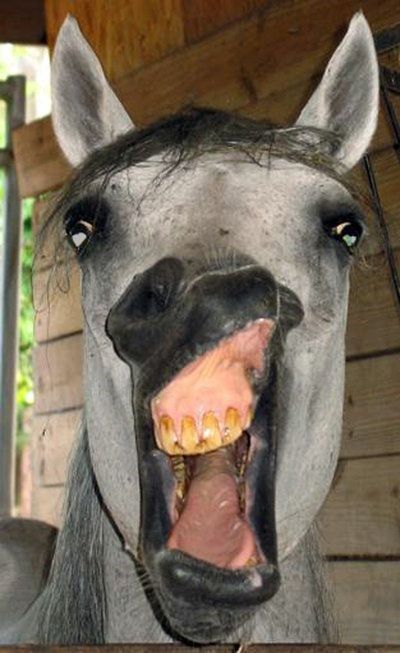 16 Silly Horses Whose Expressions Would Make Your Day So Much Better Funny Horse Face, Donkey Funny, Funny Animal Faces, Funny Horse Pictures, Funny Horses, Grey Horse, Horse Face, Funny Horse, Silly Faces