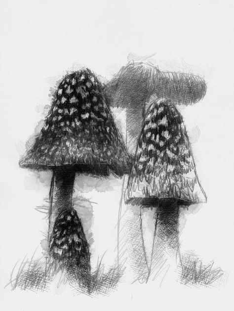 Magpie fungus, Artist Sean Briggs producing a sketch a day, prints available at https://www.etsy.com/uk/shop/SketchyLife ##fungus #art #drawing #http://etsy.me/1rARc0J Fungi Art, Sketching Tips, Garden Drawing, Black And White Art Drawing, Sketch A Day, Fine Art Drawing, A Level Art, Elements Of Art, Line Art Drawings