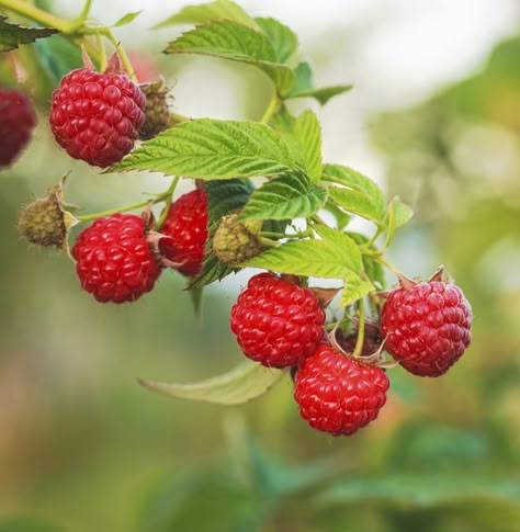 Strawberry Seeds, Plants Under Trees, Strawberry Seed, Wild Strawberry, Raspberry Fruit, Wild Strawberries, Growing Fruit, Fruit Plants, Fruit And Veg