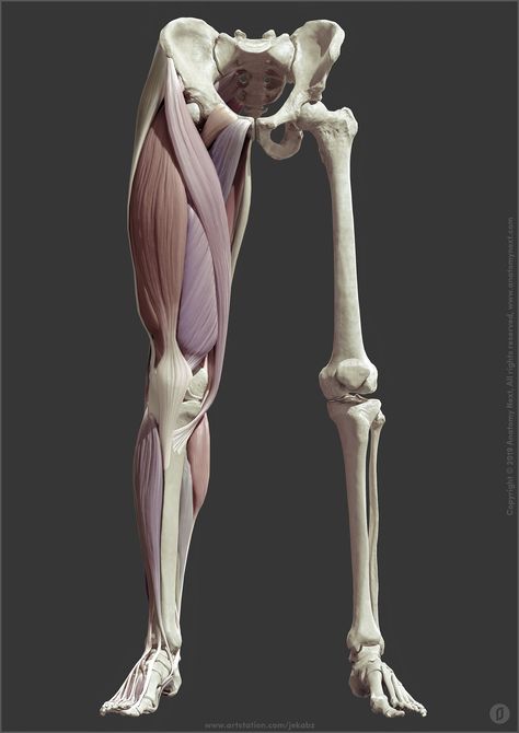 ArtStation - Leg anatomy, Jekabs Jaunarajs Leg Muscles Anatomy, Leg Anatomy, Human Muscle Anatomy, Human Legs, Leg Muscle, Anatomy Images, Skeleton Anatomy, Drawing Legs, Anatomy Sculpture