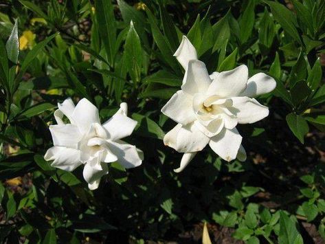 Gardenia Care, Gardenia Trees, Gardenia Bush, Cape Jasmine, Gardenia Plant, Flowers Last Longer, Rose Cuttings, Gardening Techniques, Plant Cuttings