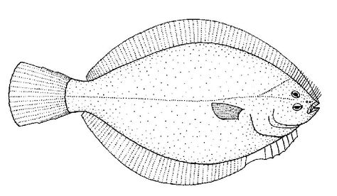 Flounder Drawing, Flounder Tattoo, Tattoo Fish, Fish Drawings, Free Art, Sea Creatures, Tatting, Coloring Pages, Sketch Book