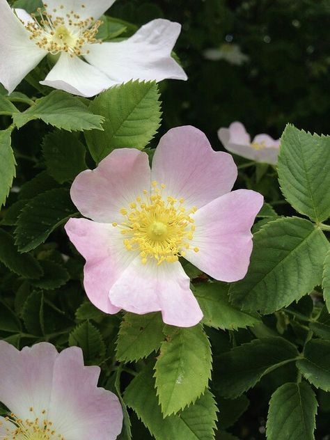 Rose Shrub, Beach Rose, Rosa Rugosa, Beach Plum, Under The Surface, Ornamental Plants, Black Spot, All Plants, Ontario