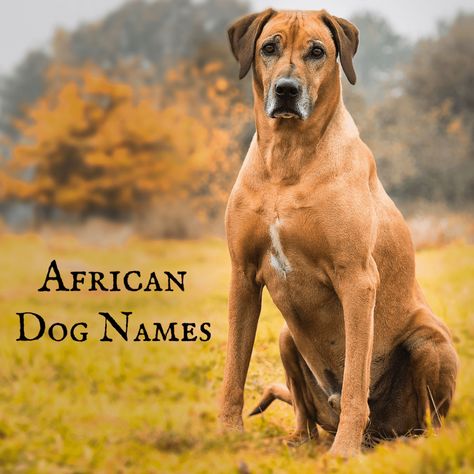 Strong African Dog Names for a Rhodesian Ridgeback (From Ata to Zula) | PetHelpful African Dog, African Name, Ridgeback Dog, Rhodesian Ridgeback Dog, Kong Toys, Great Names, Dog Facts, Best Dog Food, Bird Dogs