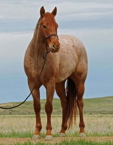 Aesthetic Horses, Stunning Horses, Aqha Horses, Ranch Horse, Horse Competition, Horse Coats, Horse Photo, Horse Colors, Horse Inspiration