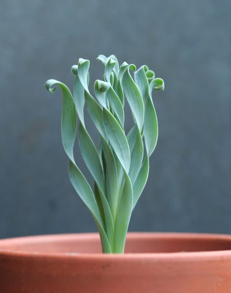 。・゜・。・゜・ Albuca Concordiana, Plant Seeds, Houseplants Indoor, Unusual Plants, Unique Plants, Cactus Y Suculentas, Garden Care, Pretty Plants, Succulents Garden