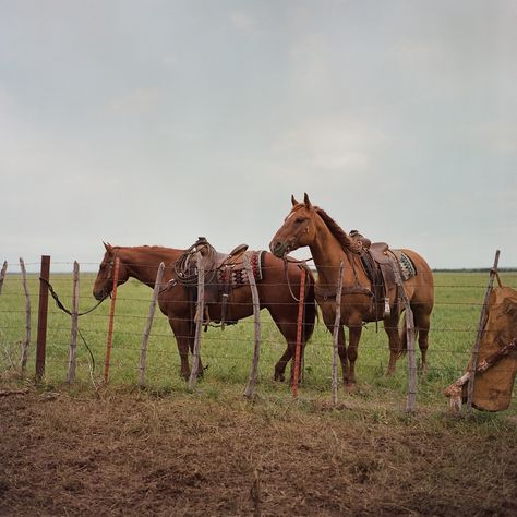 Stuart Ranch spring branding shot on medium format Spring Branding, Windsong Ranch, Ranch Aesthetic, Dream Homestead, Ranch Hand, Cowboy Romance, Country Stuff, Fields Of Gold, Cowgirl And Horse