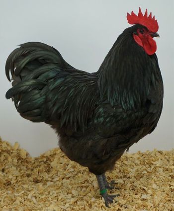 Chicken Breed Focus - Australorp Rooster Vs Hen, Australorp Chickens, Rooster Pictures, Hen Or Rooster, Hen Painting, Silkie Rooster, Orpington Chickens, Yard Chickens, Australorp Chicken