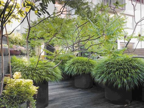 Potted foliage in Highbury garden Garden Flooring, Decking Outdoor, Alfresco Decking, Outdoor Sanctuary, Potted Plants Outdoor, Garden Floor, Garden Designer, Potted Trees, Outdoor Tiles