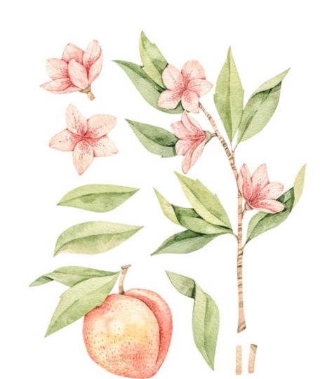 Peach Blossom Flower, Peach Fruit, Blossom Tattoo, Tangle Art, Fruit Flowers, Peach Blossom, Peach Flowers, Pink Blossom, Peach Blossoms