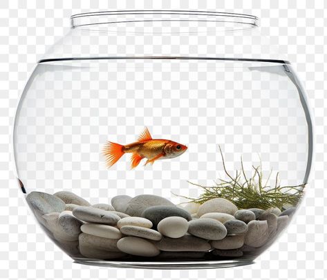 Gold Fish Bowl, Goldfish Aquarium, Fish Goldfish, Aquarium Fish Tank, Fish Bowl, Aquarium Fish, Goldfish, Fish Tank, Fish