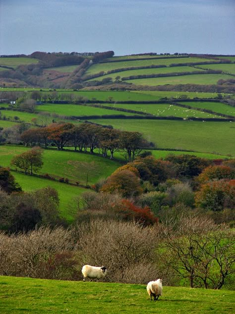 Country Landscape, Devon England, British Countryside, Country Scenes, Country Side, England And Scotland, Rolling Hills, English Countryside, Nature Landscape