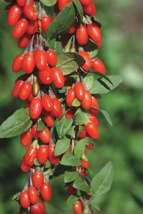 Goji Berries Plant, Chives Plant, Cauliflower Plant, Low Calorie Smoothies, Berry Plants, Mint Plants, Goji Berry, Edible Landscaping, Fruit Plants