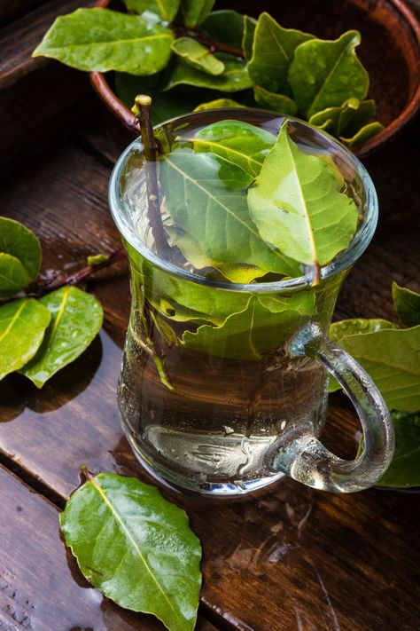 Bay Leaf Tea Benefits, Bay Leaf Tea, Bay Laurel Tree, Laurel Tree, Laurus Nobilis, Herbal Infusion, Tea Benefits, Bay Leaf, Bay Leaves