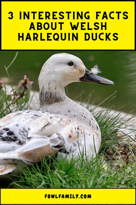 The Welsh Harlequin Duck Breed isn't just stunning to look at it's also known for its gentle temperament. Learn why you would like to have them in your backyard, roaming all around adorably. #FriendlyDuckBreeds #BackyardDucks Welch Harlequin Ducks, Welsh Harlequin Duck, Keeping Ducks, Duck Breeds, Tiny Farm, Backyard Ducks, Runner Ducks, Raising Farm Animals, Pet Ducks