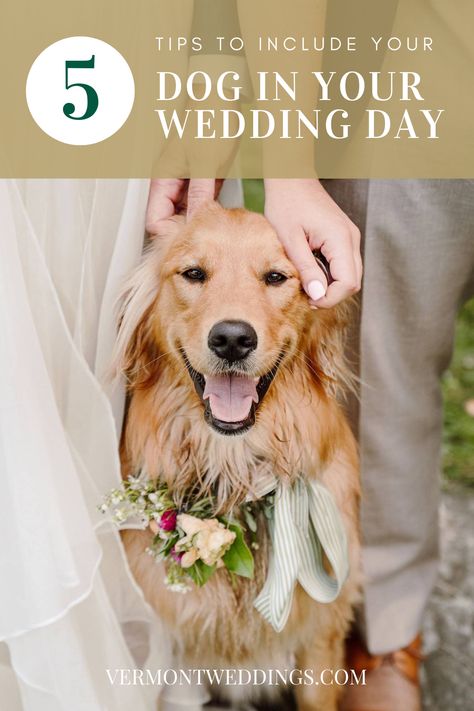 Dogs At Weddings, Dog Wedding Attire, Emotional Support Dog, Dog Personality, Vermont Wedding, Wedding Pets, Cute Photo, Dog Wedding, Wedding Advice