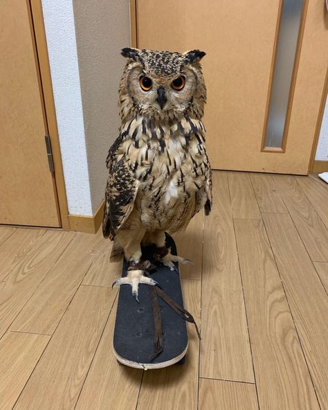 Pet Owl Aesthetic, Owl Pfp Animal, Owl Therian, Pet Owls, Owls Aesthetic, Owl Aesthetic, Pet Owl, Owls Cute, Owl Funny