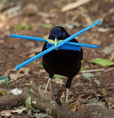 Bower Birds, Blue Objects, Bower Bird, Mural Inspiration, Australian Fauna, Animal Reference, Charley Harper, Scotch Bonnet, Roleplay Characters