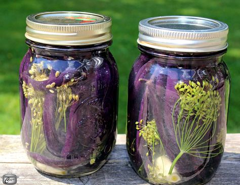 Purple Beans Recipe, Purple Green Beans Recipe, Pickled Beans, Nashville Farmers Market, Peameal Bacon, Quick Pickles, Purple Beans, Dilly Beans, Canning Ideas