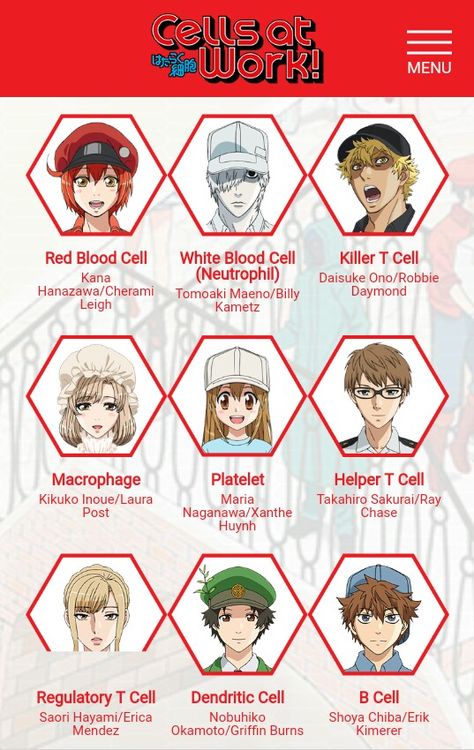 Cells At Work Red X White, Cell Perfecto, Anime Shrine, Akira Ishida, Cells At Work, B Cell, Medical School Inspiration, T Cell, White Blood Cells