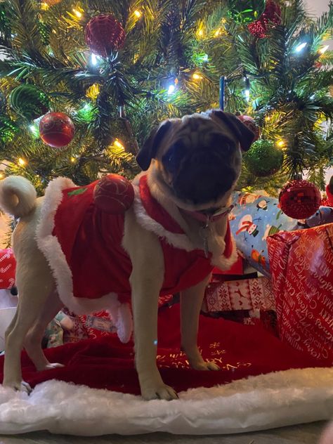 Pug on Christmas Day 

This is Princess Bubbles in December. Christmas Pugs, Christmas Pug, Cute Pug Puppies, Pug Christmas, Merry Christmas Wallpaper, Pug Puppies, Cute Pugs, Pug Life, Pug Love