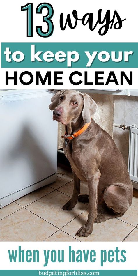 How To Keep House Clean With Dogs, Cleaning With Pets, Easy House Cleaning Schedule, House Schedule, Easy House Cleaning, Cleaning Organization, 2023 Goals, Pet Organization, Multiple Dogs