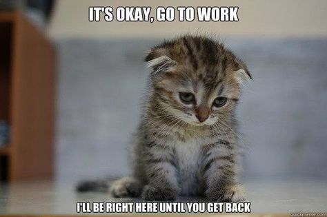 every morning :-( Cat Funnies, Mad Cat, Funny Cat Memes, Funny Animal Memes, Funny Animal Pictures, On The Floor, Animal Memes, Cute Funny Animals, Crazy Cats