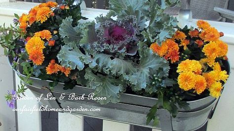 Easy Fall Window Boxes Flowering Kale, Fall Window Boxes, Diy Container, Fall Deck, Fall Windows, Fruits Decoration, Fall Container Gardens, Ornamental Cabbage, Fall Containers