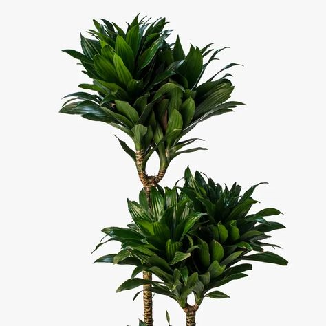 Greenery Unlimited | Dracaena Compacta Care Dracaena Compacta, Self Watering Containers, Ficus Pumila, Dracaena Plant, Dragon Tree, Ficus Lyrata, Veg Garden, Indoor Flowers, Self Watering Planter