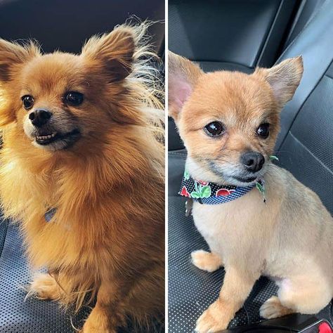 29 Cute Chihuahua Haircut Ideas - All The Different Types and Styles Chihuahua Haircut, Long Hair Chihuahua, Summer Haircut, Pomeranian Chihuahua, Puppy Coats, Puppy Cut, Dog Haircuts, Long Haired Chihuahua, Dog Cuts