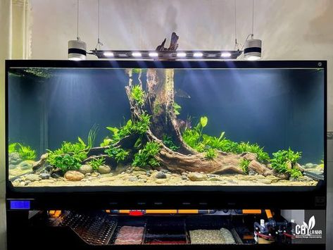 Aquarium Layout Ideas, Freshwater Aquarium Ideas, Cool Aquariums, Hardscape Aquarium, Community Fish Tank, 10 Gallon Fish Tank, Large Fish Tanks, Goldfish Aquarium, Aquarium Architecture