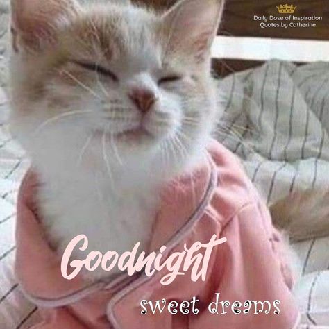 Goodnight my friends. 😴😴😚 Bless you, and I hope you sleep well tonight. 😴 #goodnight #sweetdreams #GodBless #Quotesbycatherine #DailyDoseOfInspiration #BOOMchallenge Goodnight Sweet Dreams, Good Night Sweet Dreams, Sleep Well, Birthday Girl, Sweet Dreams, Good Night, I Hope You, You And I, Girl Birthday