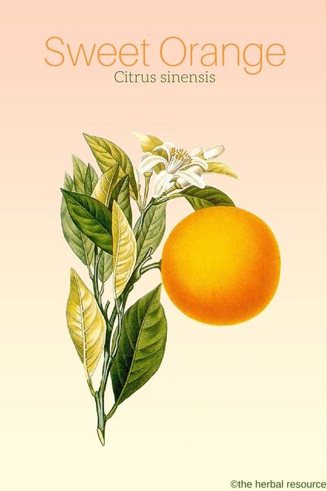 Sweet Orange Citrus sinensis Magical Properties Of Oranges, Orange Blossom Vintage, Oranges Benefits, Citrus Image, Orange Citrus, Herbal Plants, Citrus Sinensis, Citrus Aurantifolia, Healing Plants