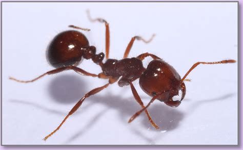 Fire Ants, Ants, Insects, Google Search, Animals