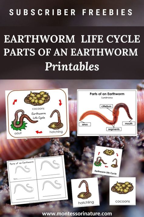 Please note, this printable has been updated and now can be purchased from the Montessori Nature Shop. Earthworm Life Cycle, Parts of an Earthworm, 3 Part Cards, Blackline Masters – Printable - Montessori Nature Worms Preschool, Life Cycles Preschool, Nature Printables, Cycle For Kids, Free Educational Printables, Outdoor Learning Activities, Homeschool Nature Study, Free Preschool Printables, Kindergarten Printables