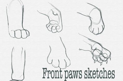 Lion paws Lion Paws Drawings, Feline Paw Reference, Animal Paw Reference, Cat Paws Reference, Lion Refrence Art, Lion Paws Reference, Lion Tail Drawing, Lion Paw Drawing, Tiger Paws Reference