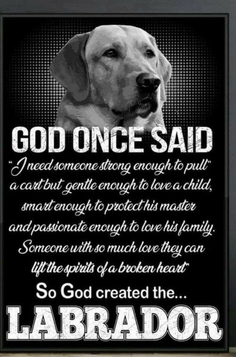 Labrador Dogs, Dog Poems, Dog Quotes Love, Dog Movies, Black Labrador Retriever, Lab Dogs, Black Labs, Dog Info, Labrador Retriever Dog